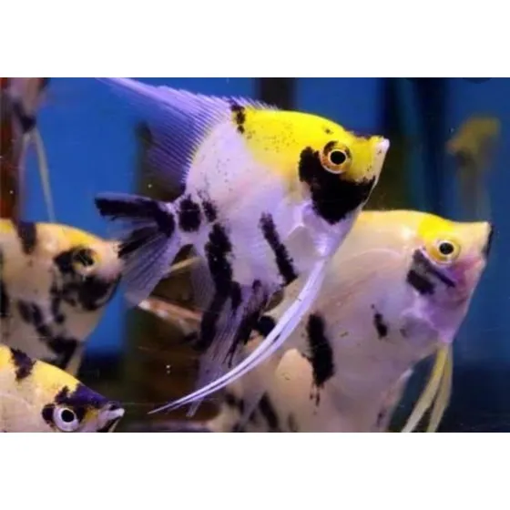 Pacote Com 10 Peixes Acara Palhaço - Água Doce - Aquário