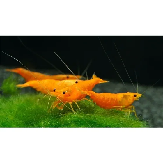 Combo Camarão Neocaridina Orange Sakura / Red Cherry (4 Un)
