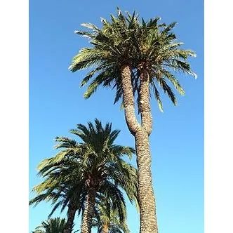Semillas De Palmera Israelita