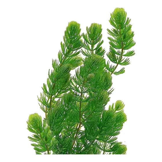 Plantas Acuáticas Pinito Peceras  X Paquete De 5 Tallos Full