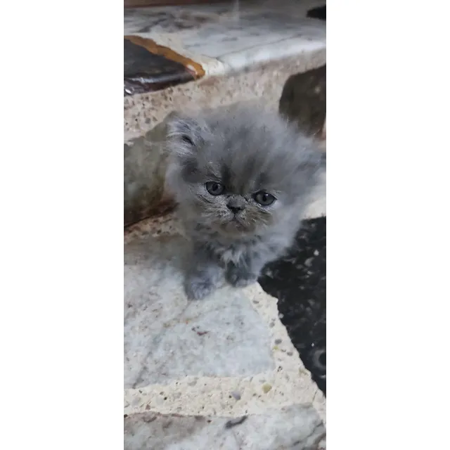 Venta Gato Persa Hembra Medellín Animal Pets Colombia