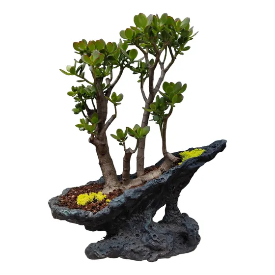 Bonsai Bosque De Árbol De Jade