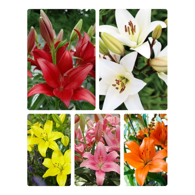 Pack 40 Bulbos De Lilium Asiatico 5 Colores
