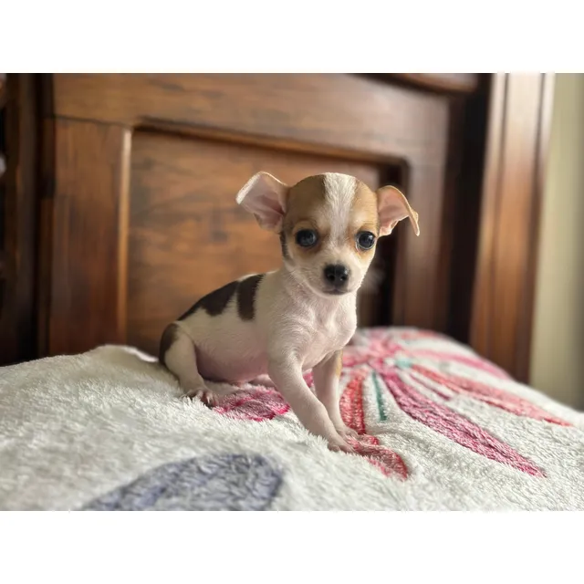 Hermoso Perrito Pincher