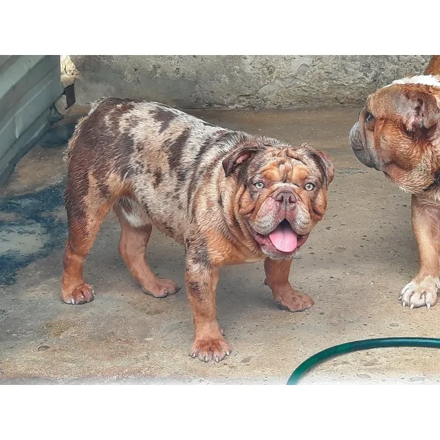 Bulldog Ingles Choco Tri Merle Exótico Monta Inseminación.