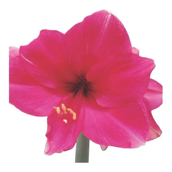 Flores Bulbo Amarílis Natural Premium Escolha A Cor