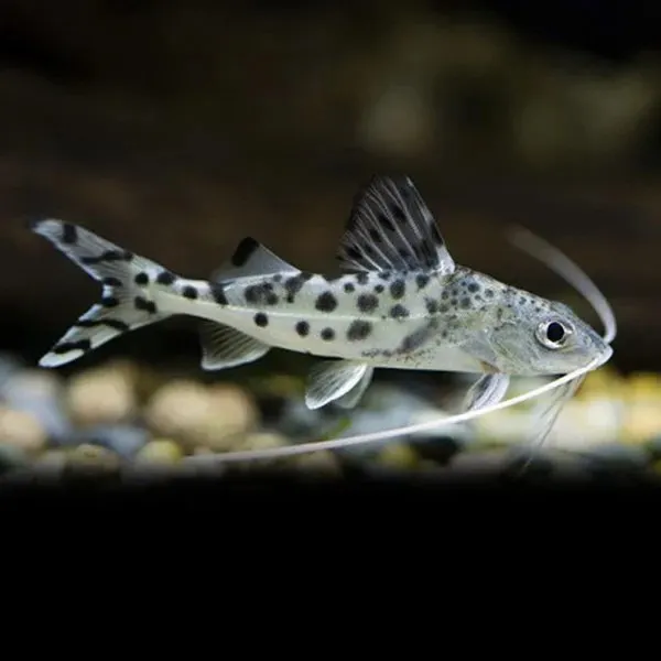 Pez Tiburon Tigrillo De Acuario