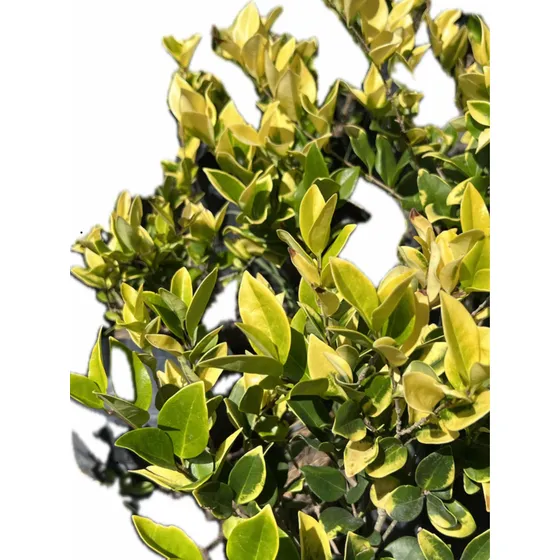 Oleo Texano Verde Y Amarillo - Oleo Texano Aureo