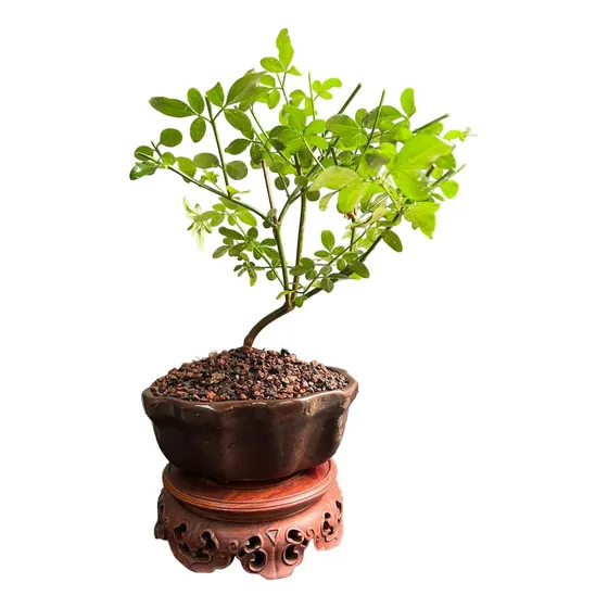 Bonsai Planta Jazmin Amarillo Maceta Esmaltada Ceramica N2