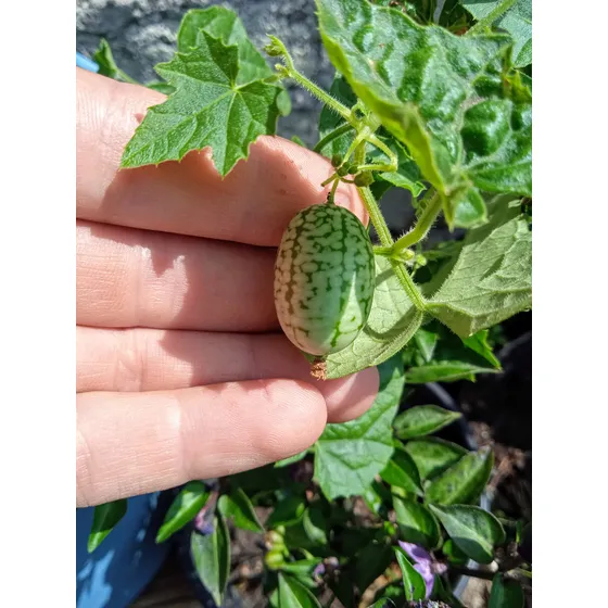 12 Semillas De Cucamelon Más Instructivo