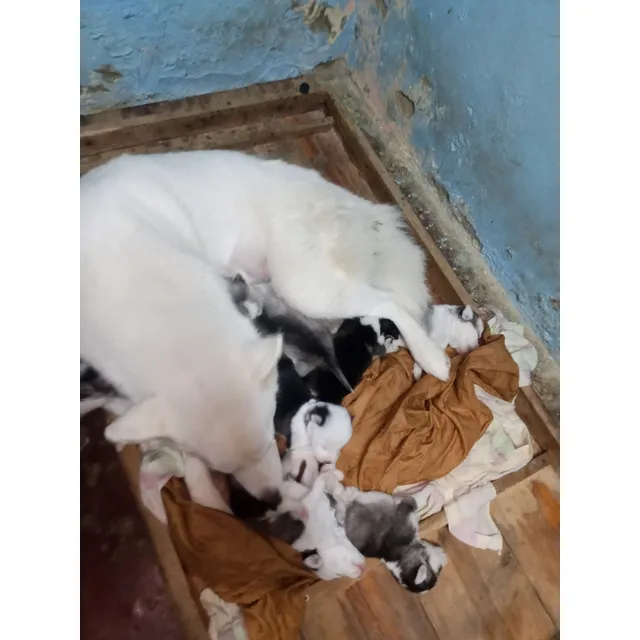 Cachorros Husky Siberiano 350hembras 300machos