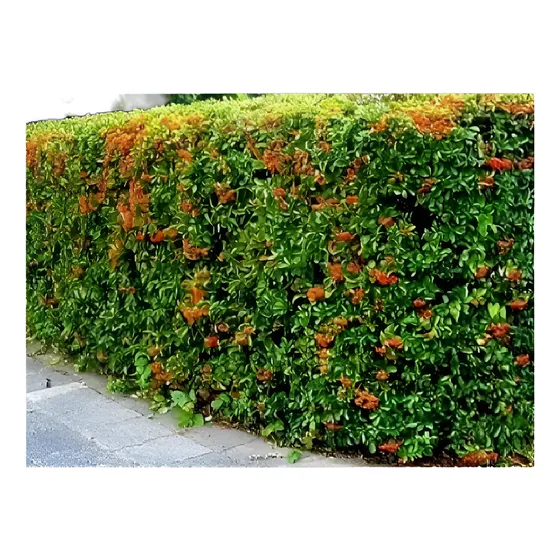 * 100 Plantas Crateus  Grandes - Cerco Vivo // Envio Gratis* Blanco