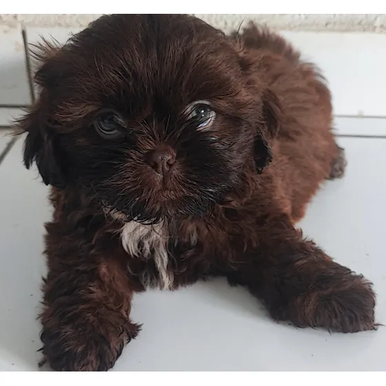Shih Tzu Macho Longo Pelagem