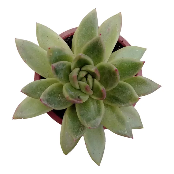 Suculenta Echeveria Agavoides