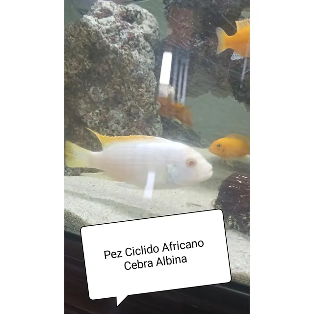 Pez Ciclido Africano Cebra Albina