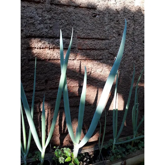 10 Mudas De Cebolinha Gigante Precoce