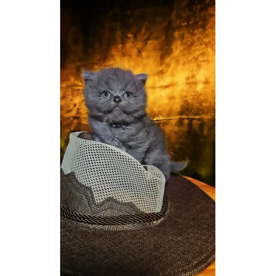 Gatos Persa Himalaya