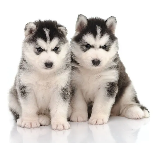 Cachorro Husky Siberiano Disponible Lobo Medellín Bogot Cali