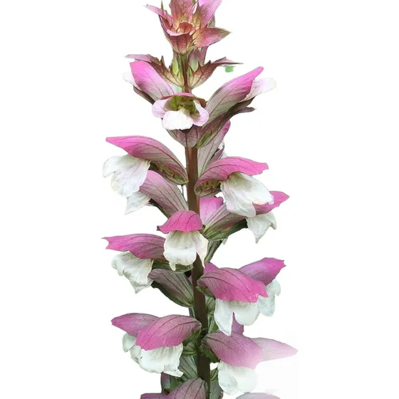 Acanthus Mollis, Cucaracha. Bellísima Floración.
