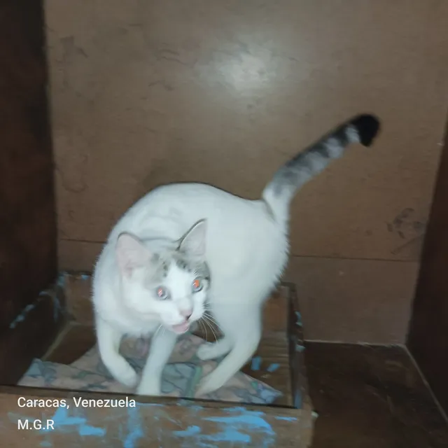 Gatos Para Adopción