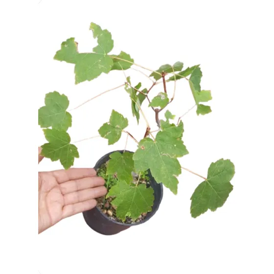 Arbol Prebonsai Arce De Azucar Acer Saccharum Color Otoñal