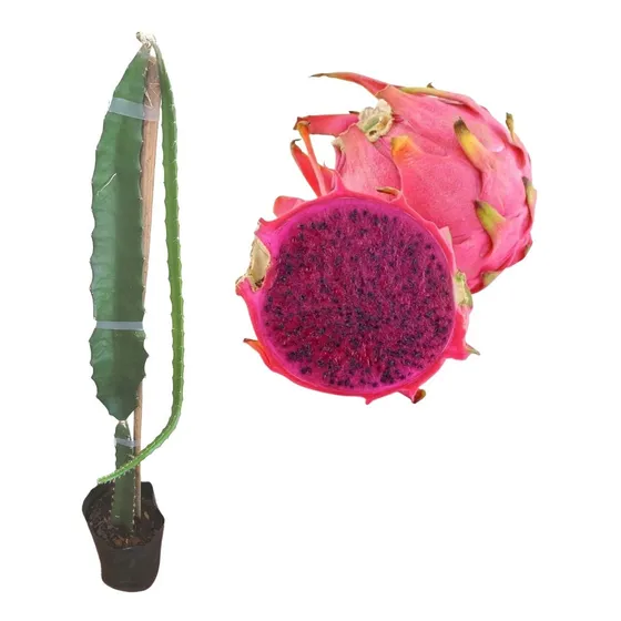 Muda De Pitaya Vermelha Com A Polpa Vermelha - Deliciosa