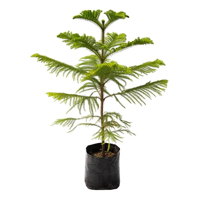 Planta Semillas De Pino Ciprés
