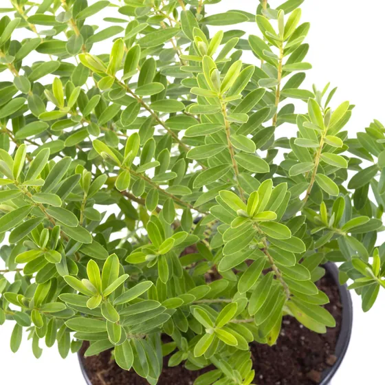 Verónica Enana Planta En Macetero Arbusto Ornamental Flor