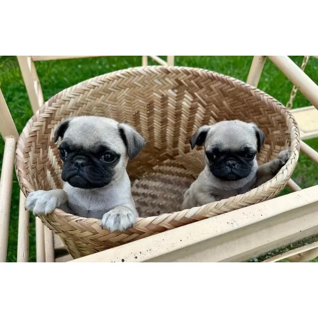 Cachorros Pug Carlino