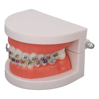 Dientes Modelo De Cuidado De Dientes Dentales, Modelo De Dientes Modelo De Cuidado De Dientes Dentales, Modelo De