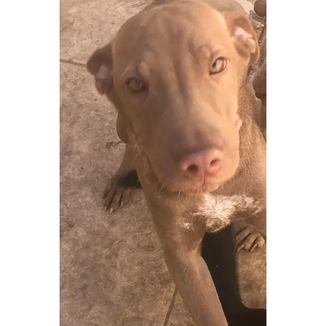Se Vende Perrita, Padre Shar Pei, Madre Cruza. Esta Vacunada Hembra Gris