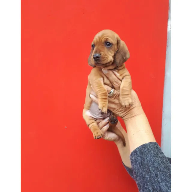 Cachorro Salchicha Teckel Macho Corto