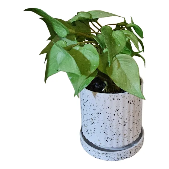 Planta Artificial 18cm Muy Real Con Macetero Acrílico Grueso