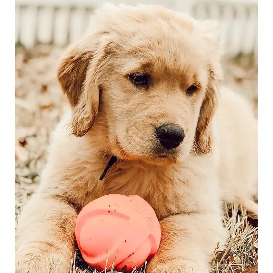 Cachorros De Raza Pura - Somos Pinamar Golden Retriever