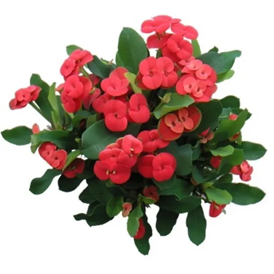 75 Estacas De Coroa De Cristo Com 25cm Para Plantio