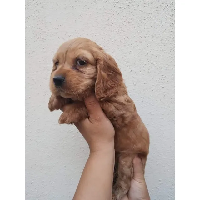 Cachorra Cocker Spaniell Hembra