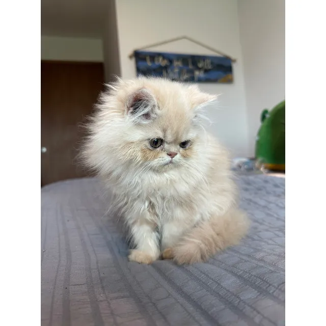 Gato Persa 2 Meses Y Medio De Pelaje Largo