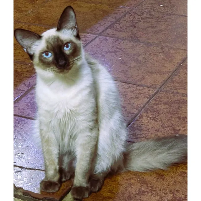 Gatitos Siameses Bebes De Pelo Largo (balinés). Unicos!!!