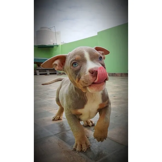 Pitbull Machos Y Hembras Cachorros