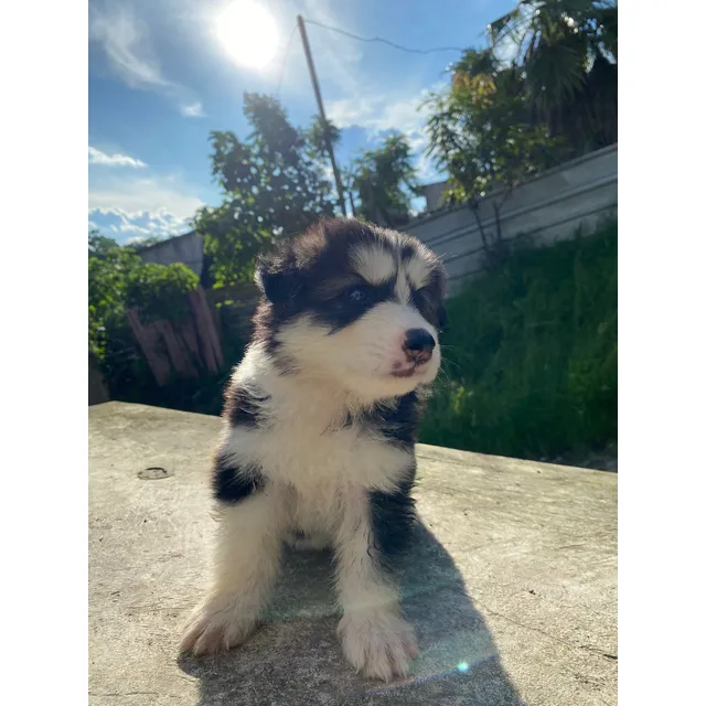 Husky Siberiano - Diferente Manto.
