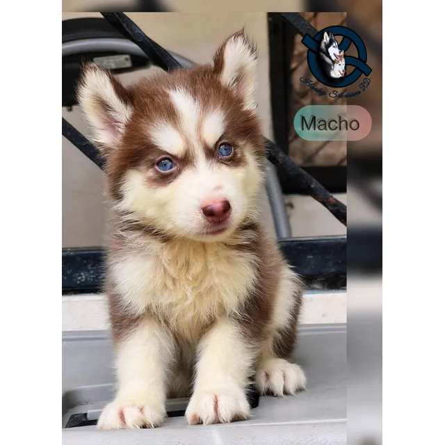 Husky Siberiano