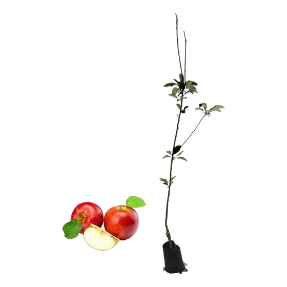 Muda De Macieira Eva Para Cultivo Em Pomares