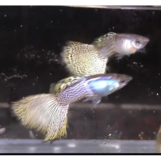 Guppy Metal Yellow Snakeskin - Trio - Matrizes De Linhagem