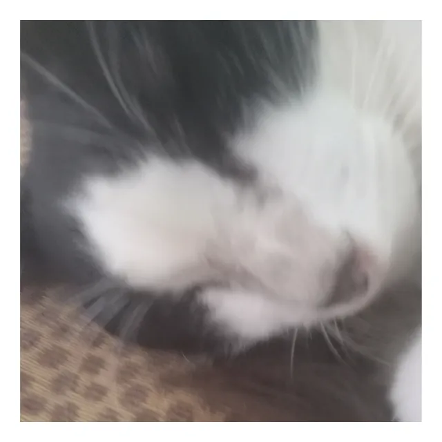 Gato