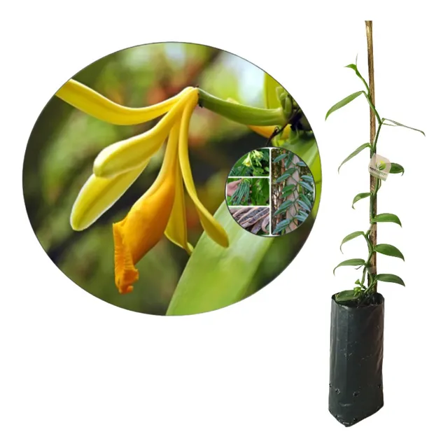 Muda Orquídea Baunilha Feita Por Estaca Rápida Produção