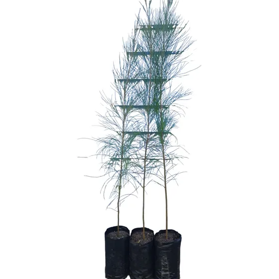 Casuarinas 