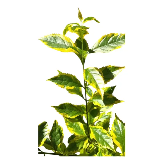 Planta Ligustrina Espinosa Variegada