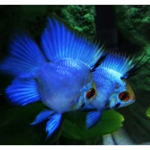 Ramirezi Eletric Blue Balão (mikrogeophagus Ramirezi) Casal