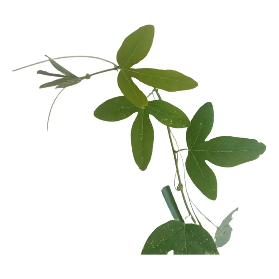 Planta Pasionaria, Passiflora Caerulea, Agroecologica
