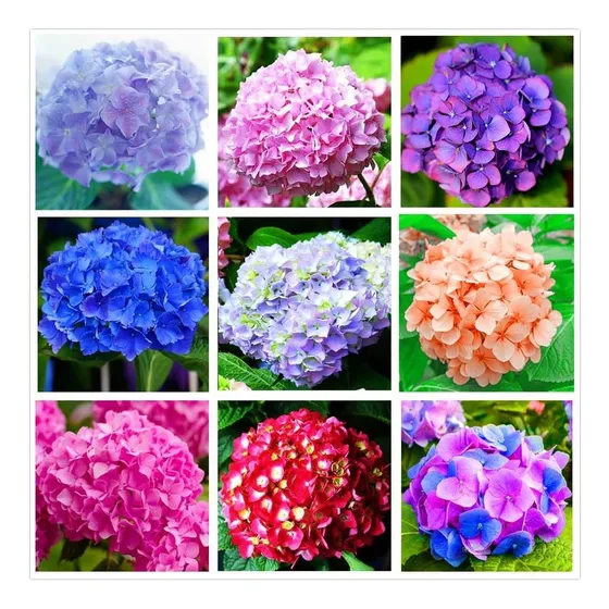 Mezcla De Hortensias 10+ Semillas Para Plantar Flores Para I